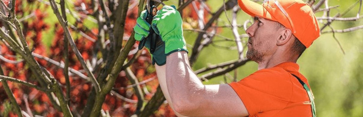 arborist trimming in Lexington