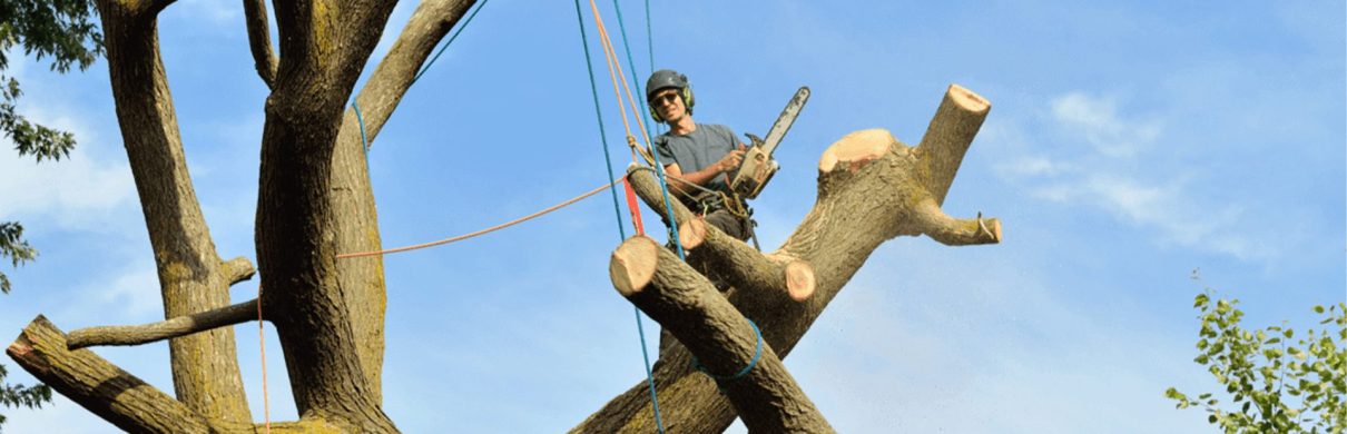 tree branch removal in Columbia