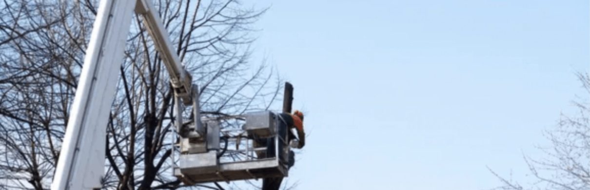 tree canopy removal in Lexington