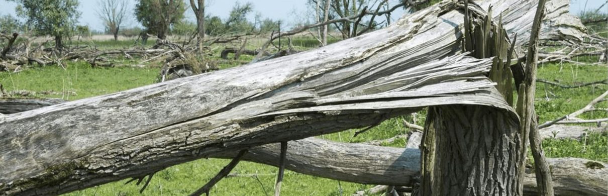 fallen tree in Lexington