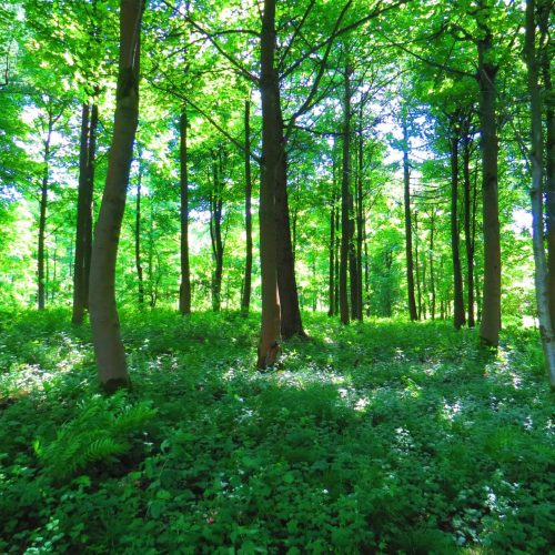 Tree Preservation