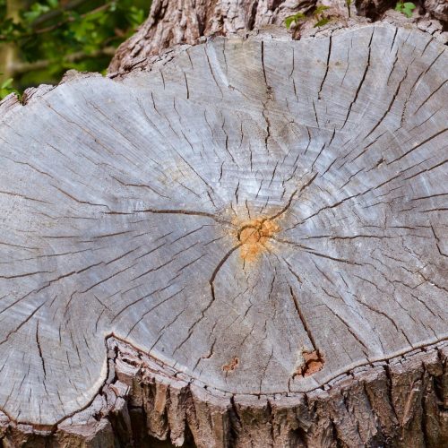 Stump Grinding