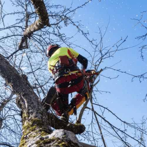 Tree service professional climbing a large hardwood tree for pruning in Columbia SC
