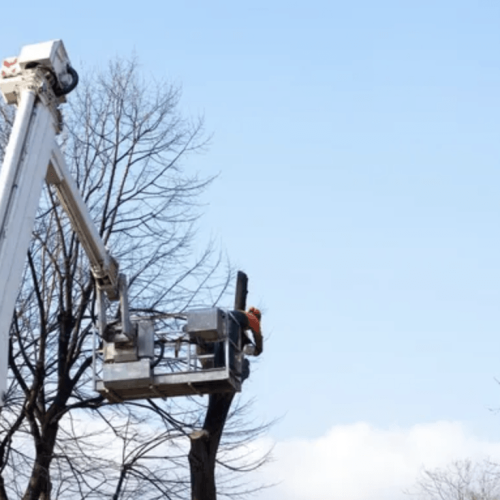 Tree Trimming