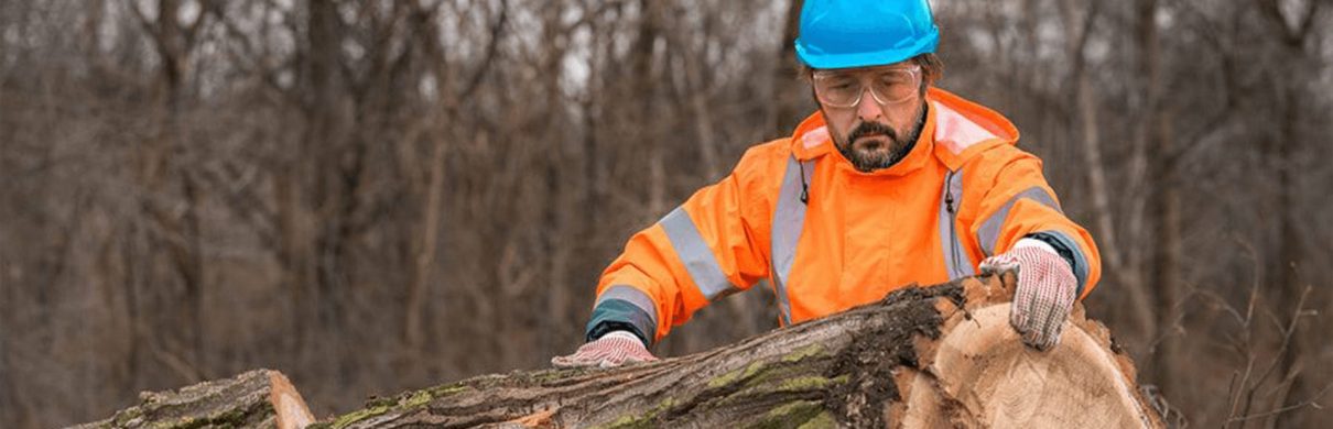 tree surgeon standing over trunk in Lexington
