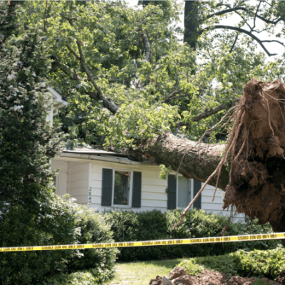 Emergency Tree Service