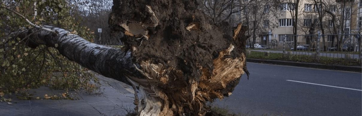 uprooted tree before removal in Lexington